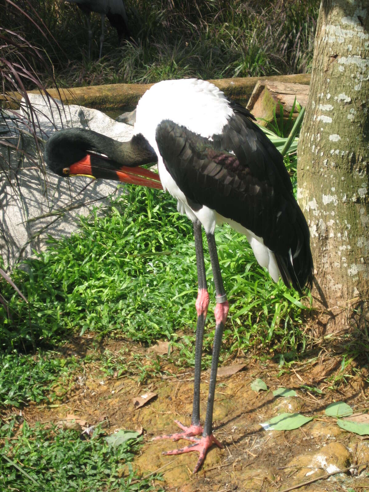 Image of Saddle-billed Stork