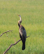 Plancia ëd Anhinga melanogaster Pennant 1769