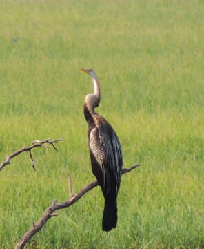 Image of Oriental Darter