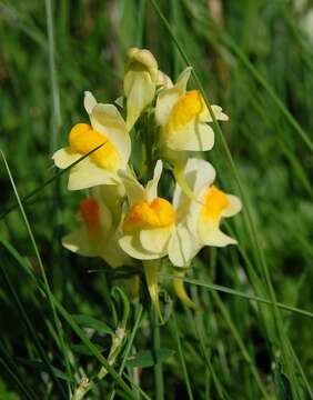 Image of Common Toadflax