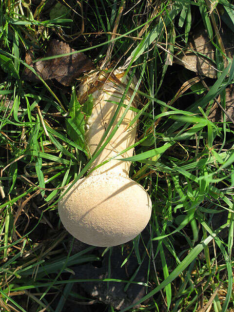 Imagem de Lycoperdon excipuliforme (Scop.) Pers. 1801