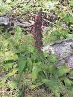 Imagem de Salvia spathacea Greene