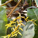 Image of Vriesea saundersii (Carrière) É. Morren