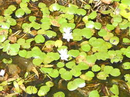 Image of <i>Pontederia diversifolia</i>