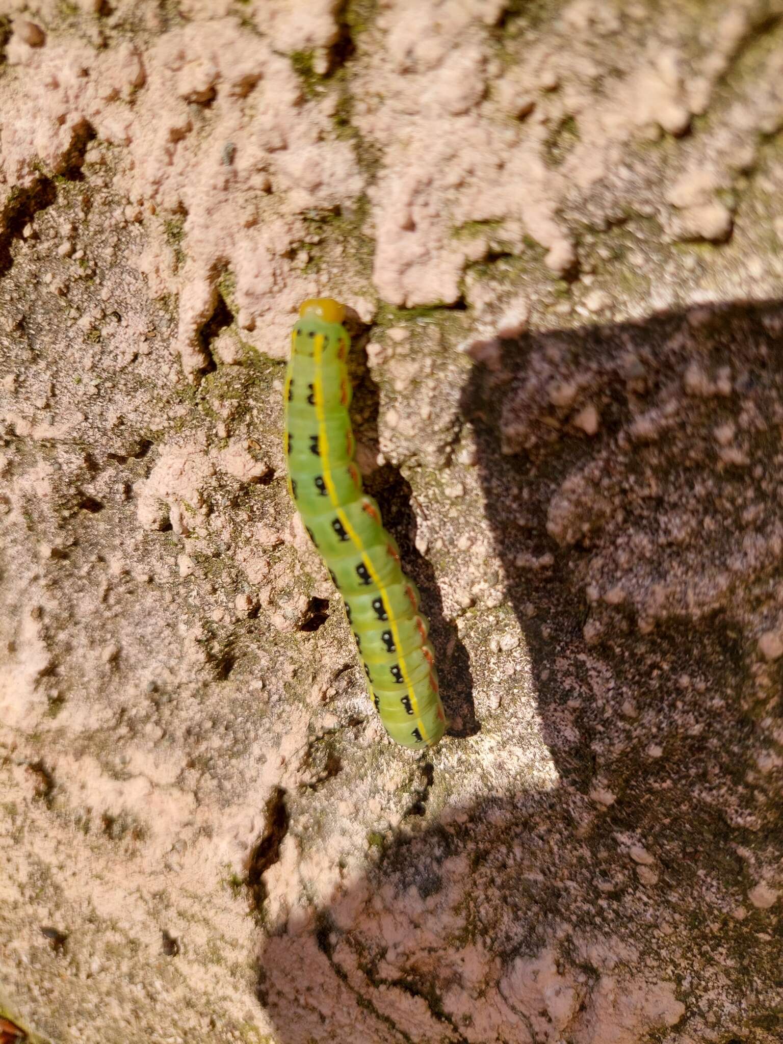 Image of Sword-grass moth