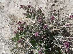 Image of Parry's Saltbush