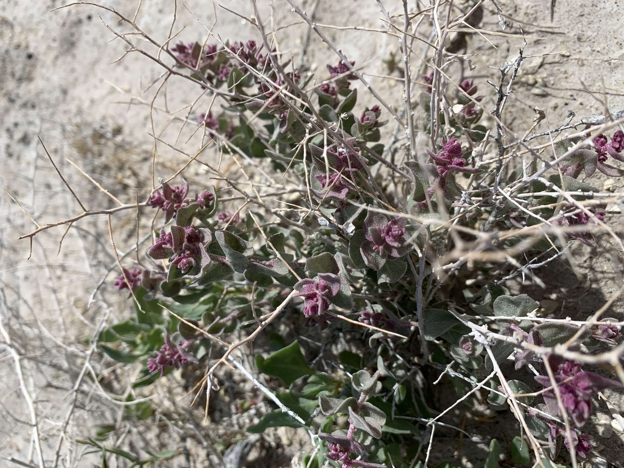 Image of Parry's Saltbush