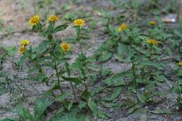 Image of British yellowhead