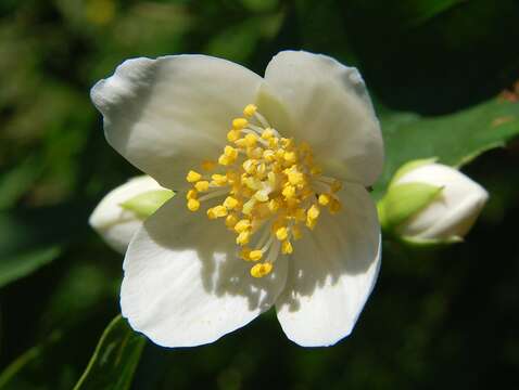 Image of tree anemone