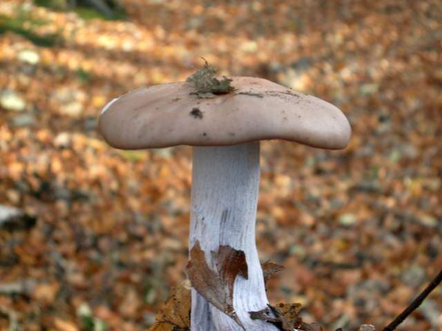 Image de Tricholome Pied bleu