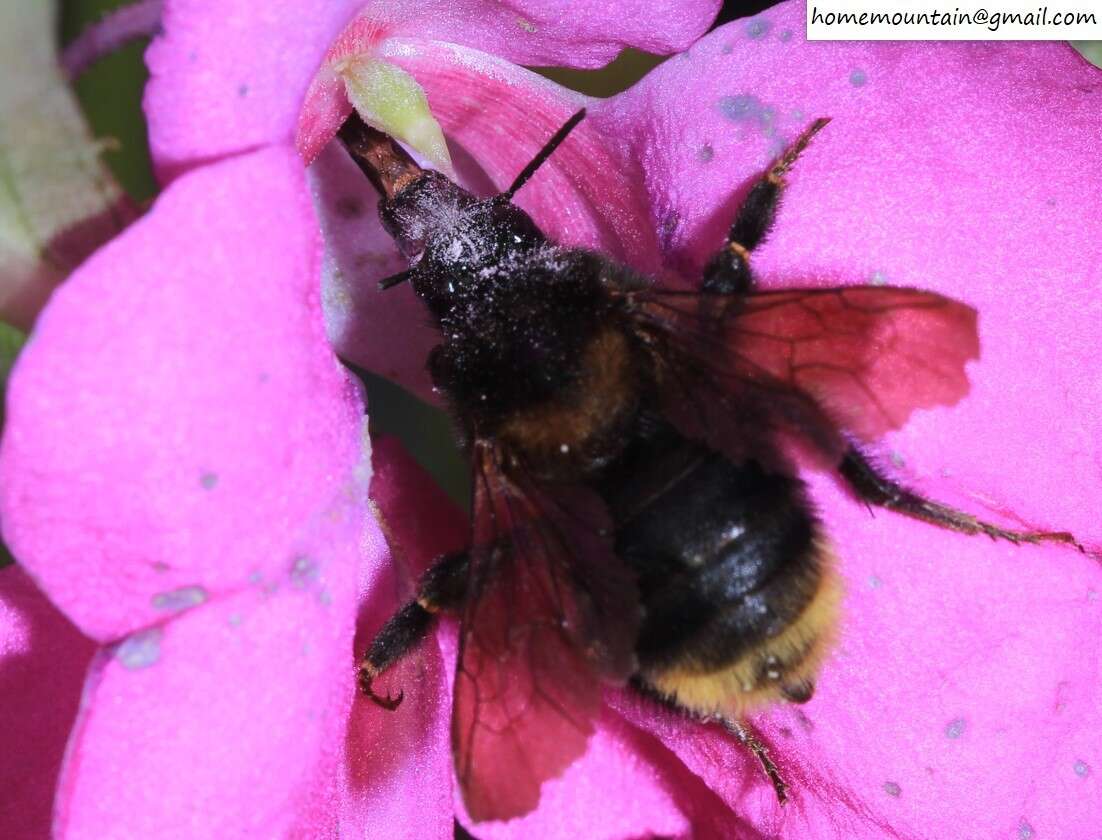 Image of Bombus koreanus (Skorikov 1933)