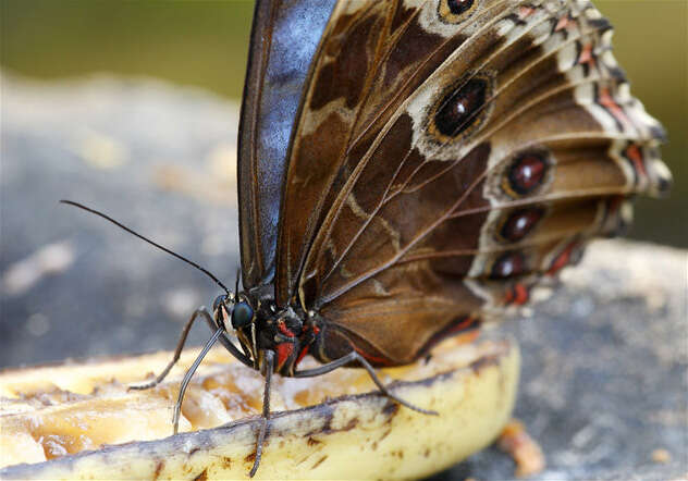 Imagem de Morpho menelaus Linnaeus 1758