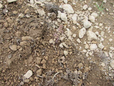 Image of Texas Banded Gecko