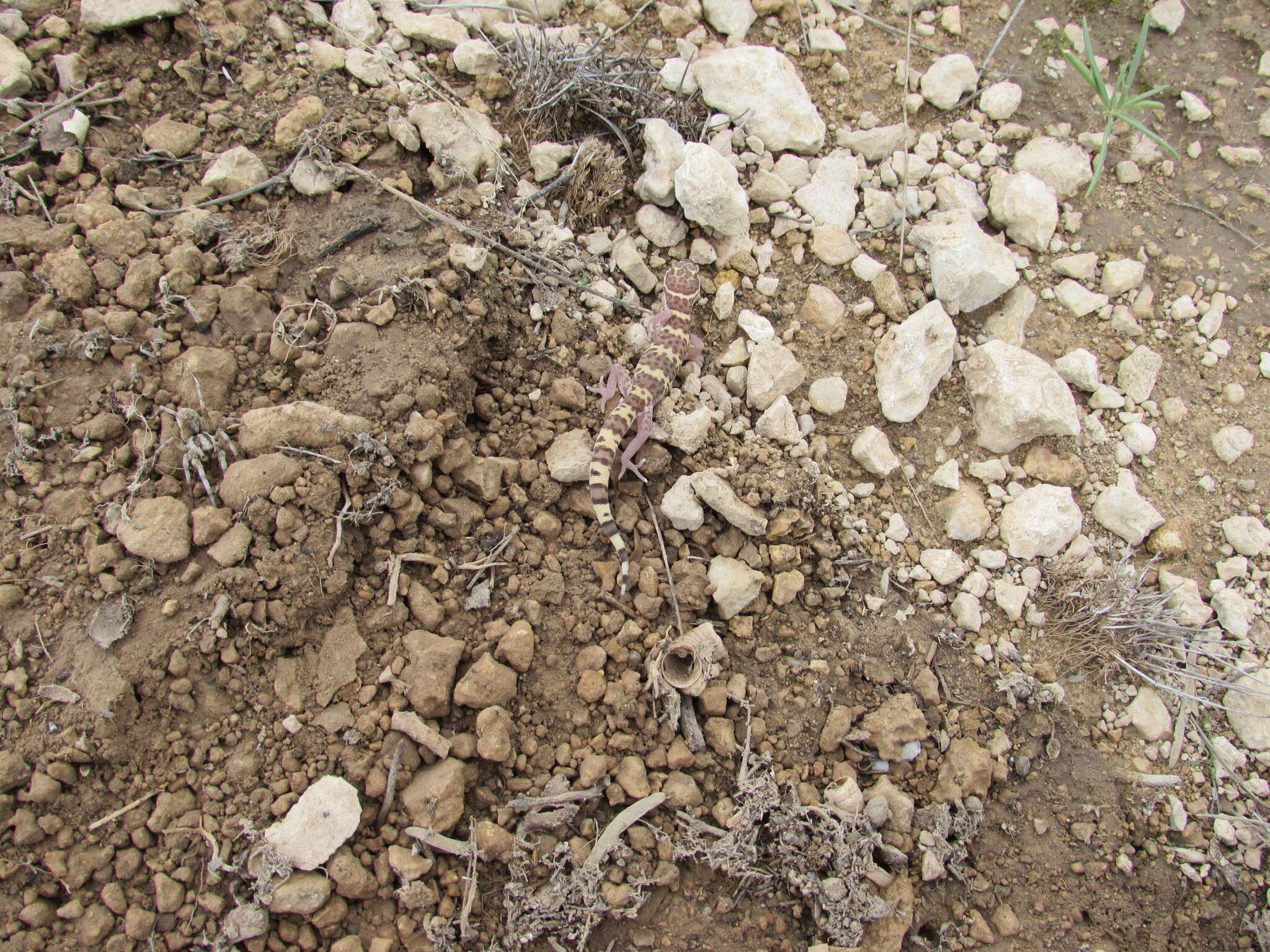 Image of Texas Banded Gecko