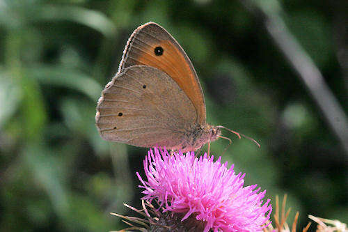 Image of Maniola jurtina strandiana Obraztsov 1936