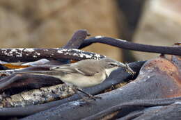 Image of Motacilla capensis capensis Linnaeus 1766