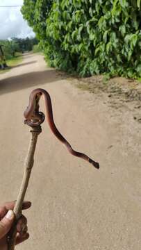 Image of Redback Coffee Snake