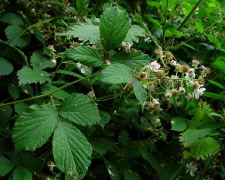 Image of Rubus albionis W. C. R. Watson