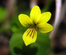 Image of arctic yellow violet