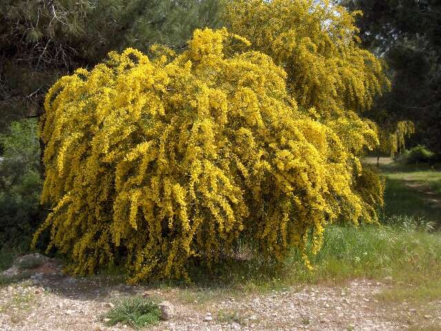 Image of orange wattle