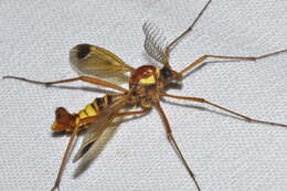 Image of Ctenophora (Cnemoncosis) ornata Meigen 1818