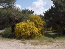 Image of orange wattle