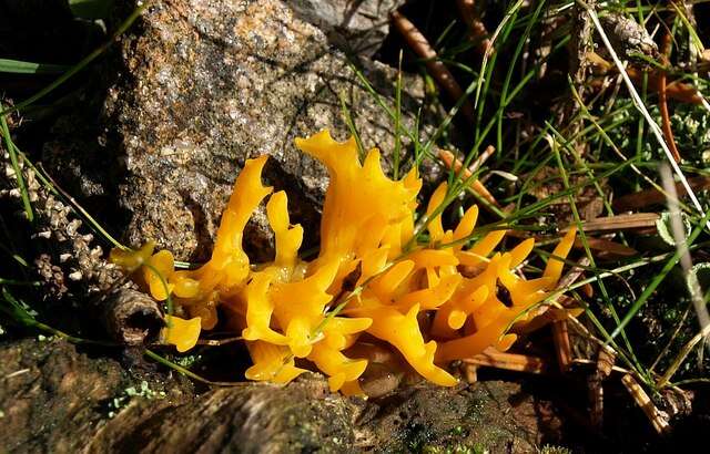 Imagem de Calocera viscosa (Pers.) Fr. 1821