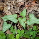 Image of halberdleaf yellow violet