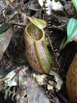 Image of Nepenthes gymnamphora Nees