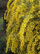 Image of orange wattle