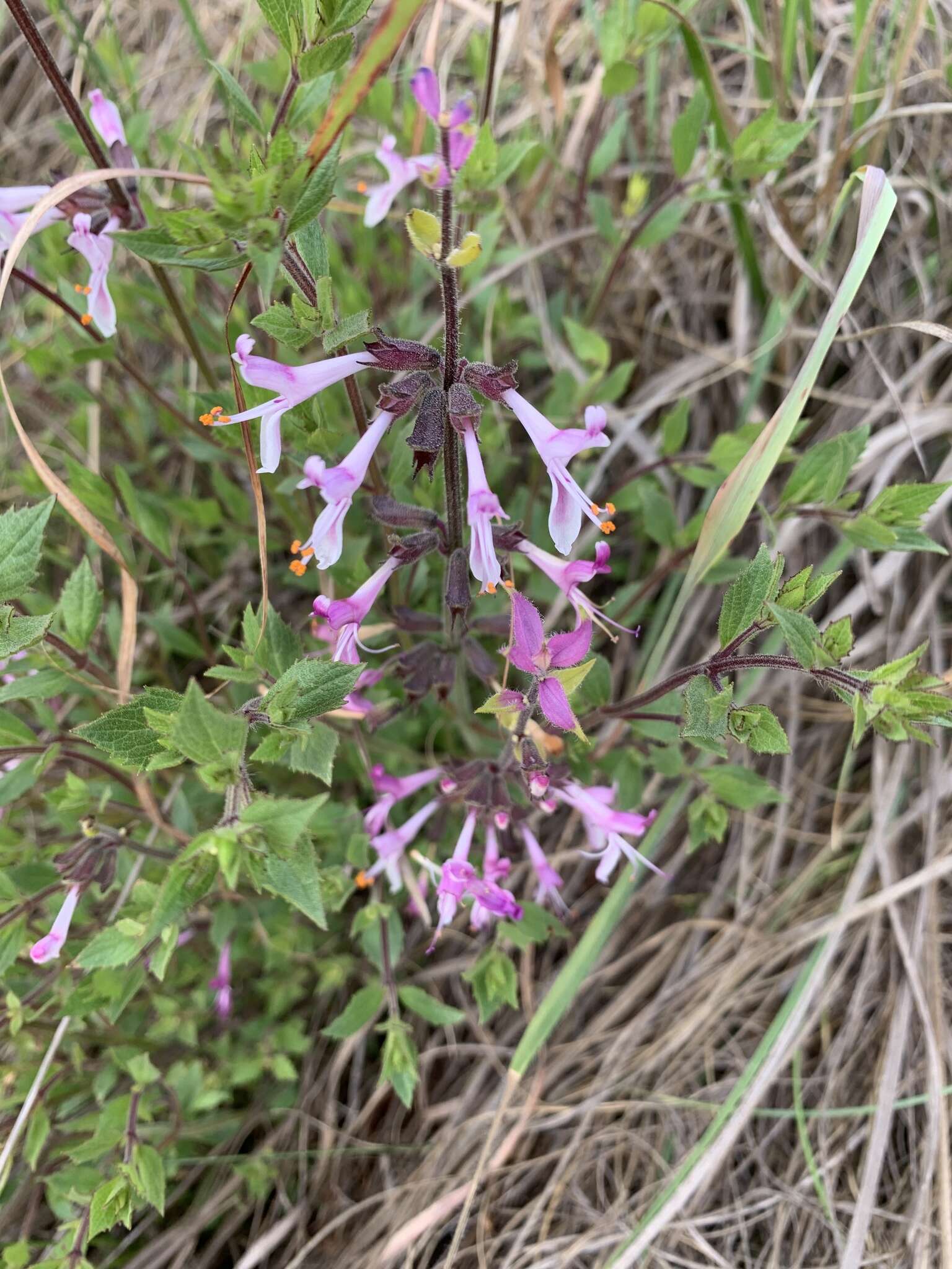 Image de Syncolostemon transvaalensis (Schltr.) D. F. Otieno