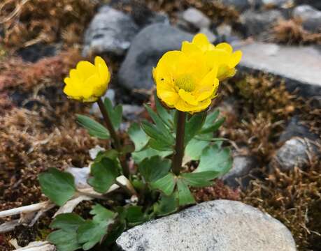 Image of sulphur buttercup