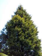 Image of Cupressus × leylandii