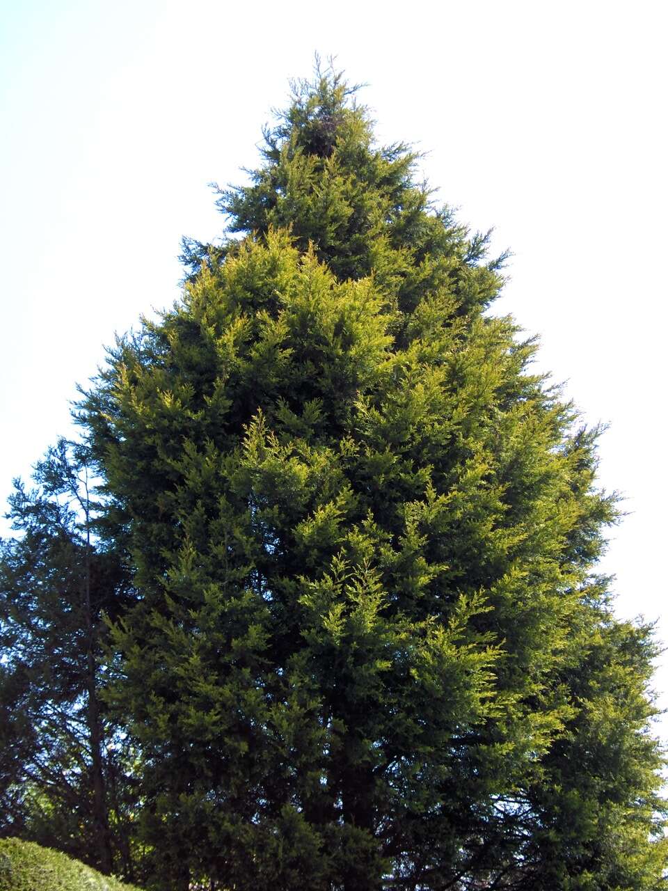 Image of Cupressus × leylandii