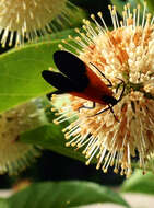 Image of Black-and-yellow Lichen Moth