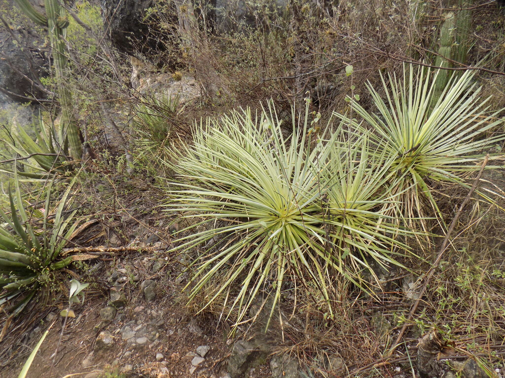 Image of Hedgehog Agave