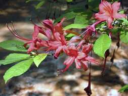 Image of plumleaf azalea