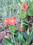 Image of Crossandra greenstockii S. Moore