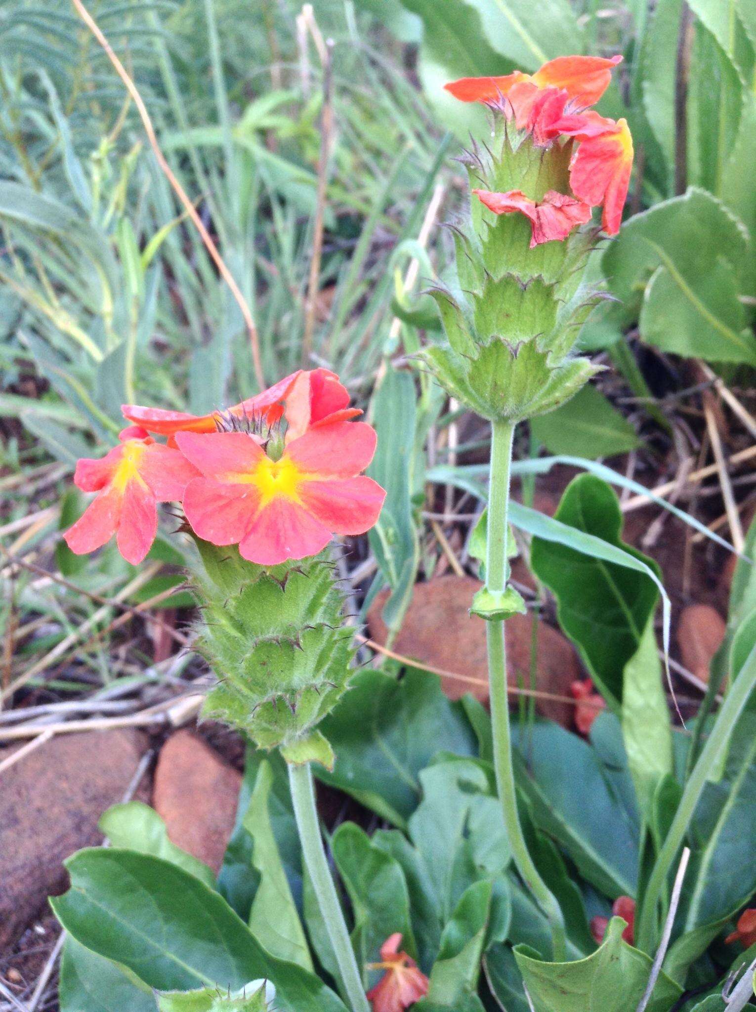 Image of Crossandra greenstockii S. Moore