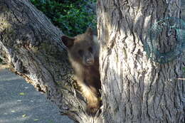 Image of Ursus americanus amblyceps Baird 1859