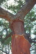 Image of Cork Oak