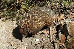 Image of Tachyglossus aculeatus aculeatus (Shaw 1792)