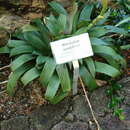 Image of Werauhia viridiflora (Regel) J. R. Grant