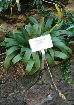 Image of Werauhia viridiflora (Regel) J. R. Grant