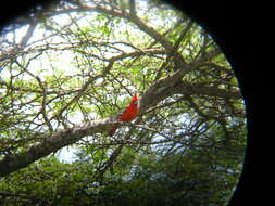 Imagem de Cardinalis phoeniceus Bonaparte 1838