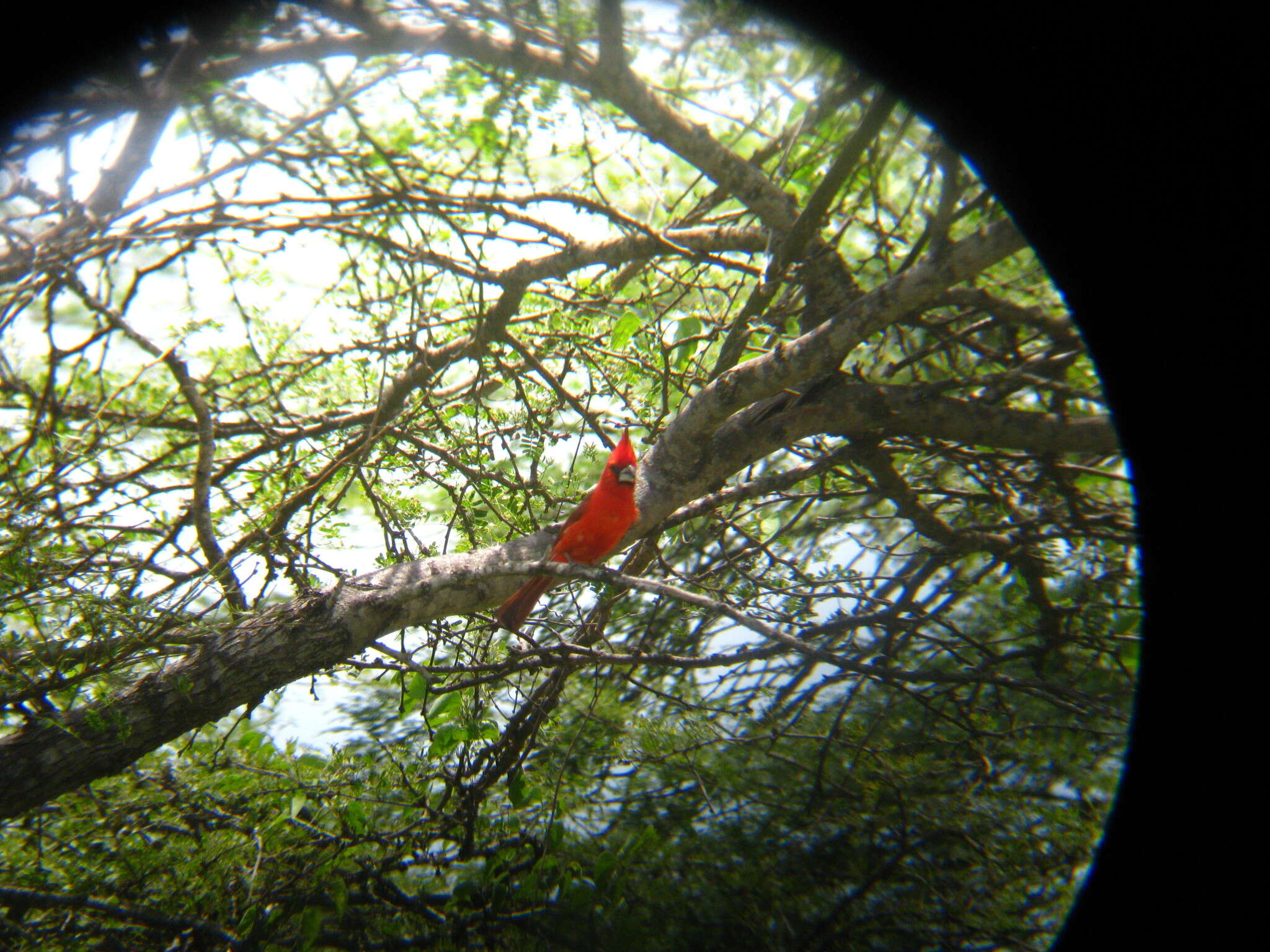 Plancia ëd Cardinalis phoeniceus Bonaparte 1838