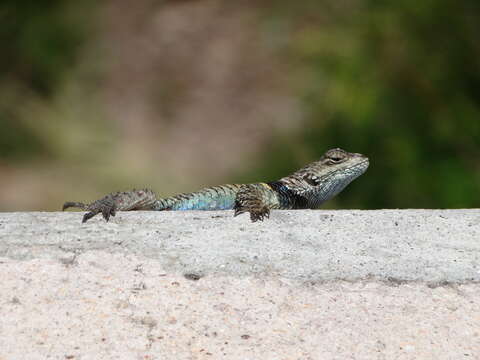 Image of Sceloporus torquatus Wiegmann 1828