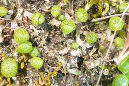 Image of Mannia triandra (Scop.) Grolle