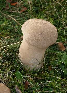 Imagem de Lycoperdon perlatum Pers. 1796