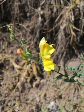 Image of Dalmatian toadflax